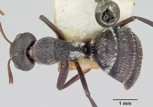 Camponotus auropubens specimen CASENT0172791 image casent0172791_1