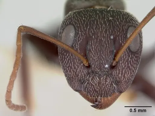 Camponotus auropubens specimen CASENT0172791 image casent0172791_2