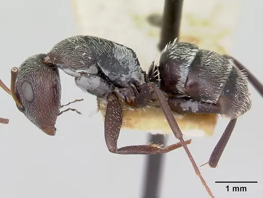 Camponotus auropubens specimen CASENT0172791 image casent0172791_3