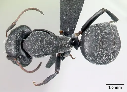 Camponotus auropubens specimen CASENT0217287 image casent0217287_1