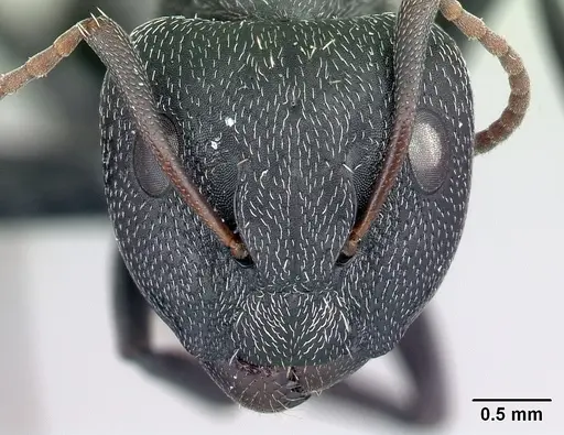 Camponotus auropubens specimen CASENT0217287 image casent0217287_2