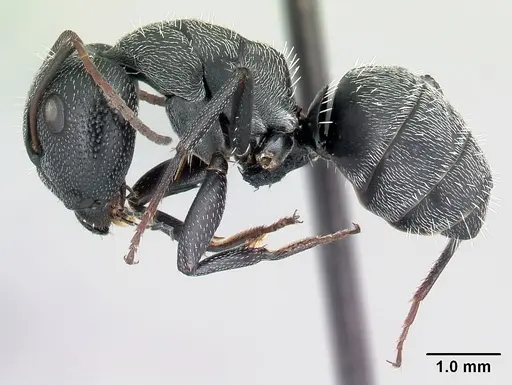 Camponotus auropubens specimen CASENT0217287 image casent0217287_3