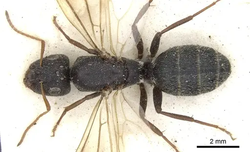 Camponotus auropubens specimen CASENT0903488 image casent0903488_1