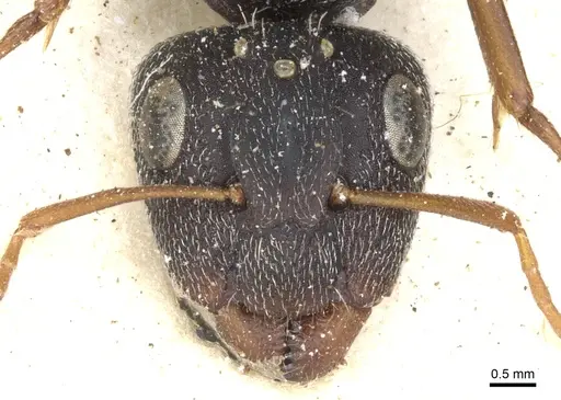 Camponotus auropubens specimen CASENT0903488 image casent0903488_2