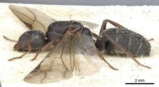Camponotus auropubens specimen CASENT0903488 image casent0903488_3
