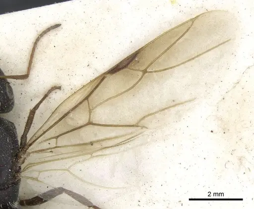 Camponotus auropubens specimen CASENT0903488 image casent0903488_4