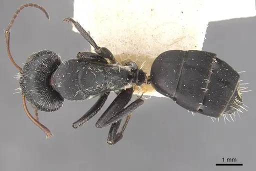 Camponotus auropubens specimen CASENT0910475 image casent0910475_1