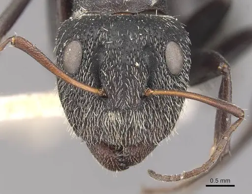 Camponotus auropubens specimen CASENT0910475 image casent0910475_2