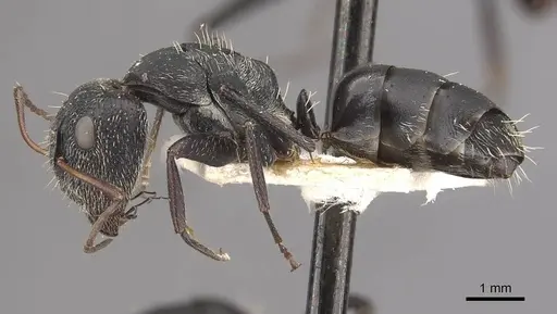 Camponotus auropubens specimen CASENT0910475 image casent0910475_3