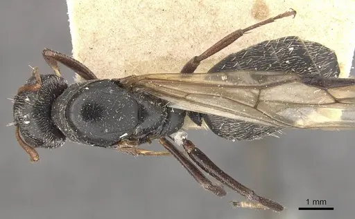 Camponotus auropubens specimen CASENT0910476 image casent0910476_1