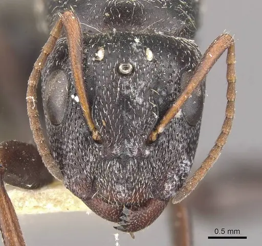 Camponotus auropubens specimen CASENT0910476 image casent0910476_2