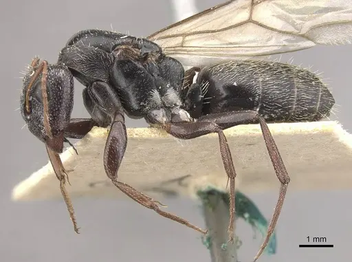 Camponotus auropubens specimen CASENT0910476 image casent0910476_3