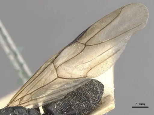 Camponotus auropubens specimen CASENT0910476 image casent0910476_4