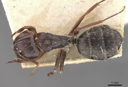 Camponotus auropubens specimen CASENT0910489 image casent0910489_1