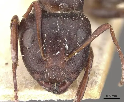 Camponotus auropubens specimen CASENT0910489 image casent0910489_2
