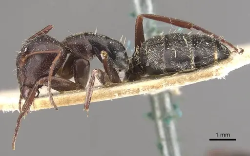 Camponotus auropubens specimen CASENT0910489 image casent0910489_3