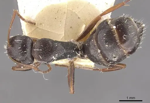 Camponotus auropubens specimen CASENT0910490 image casent0910490_1