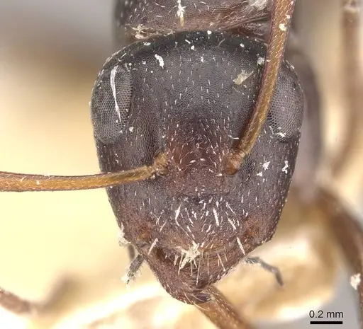 Camponotus auropubens specimen CASENT0910490 image casent0910490_2