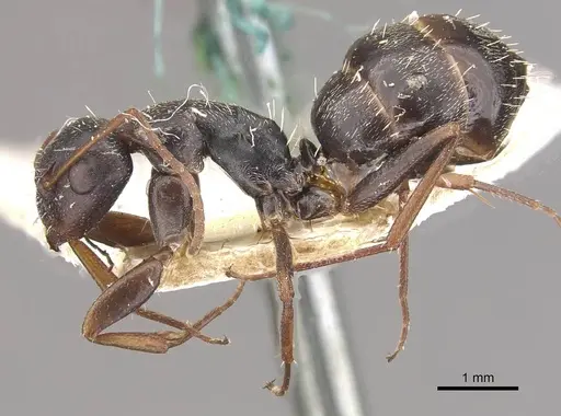 Camponotus auropubens specimen CASENT0910490 image casent0910490_3