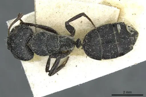 Camponotus auropubens specimen CASENT0911819 image casent0911819_1