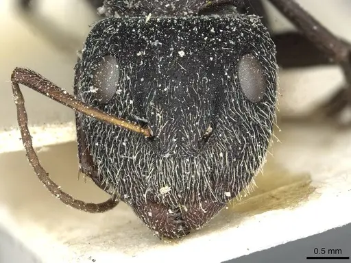 Camponotus auropubens specimen CASENT0911819 image casent0911819_2