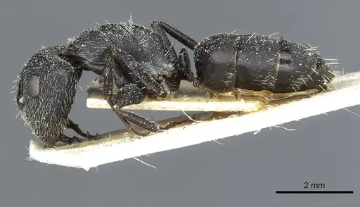 Camponotus auropubens specimen CASENT0911819 image casent0911819_3