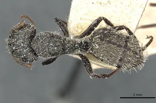 Camponotus auropubens specimen CASENT0911820 image casent0911820_1