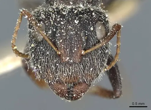 Camponotus auropubens specimen CASENT0911820 image casent0911820_2