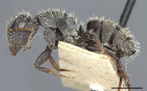 Camponotus auropubens specimen CASENT0911820 image casent0911820_3