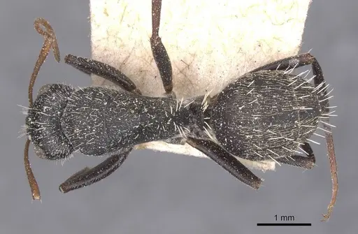 Camponotus auropubens specimen CASENT0911821 image casent0911821_1