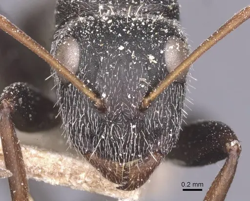 Camponotus auropubens specimen CASENT0911821 image casent0911821_2
