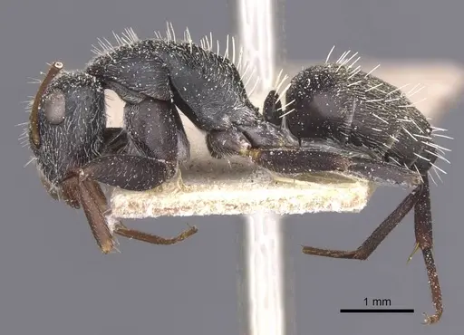Camponotus auropubens specimen CASENT0911821 image casent0911821_3