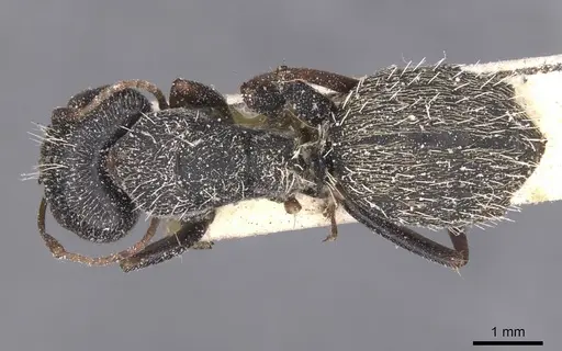 Camponotus auropubens specimen CASENT0911822 image casent0911822_1