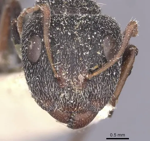 Camponotus auropubens specimen CASENT0911822 image casent0911822_2