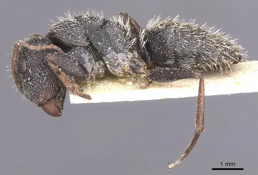 Camponotus auropubens specimen CASENT0911822 image casent0911822_3