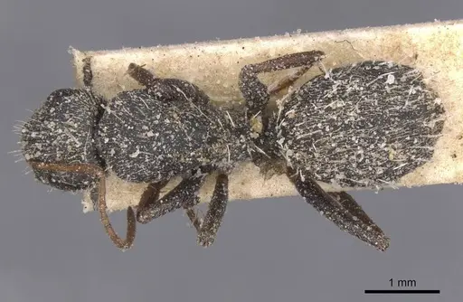 Camponotus auropubens specimen CASENT0911823 image casent0911823_1