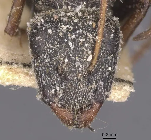 Camponotus auropubens specimen CASENT0911823 image casent0911823_2