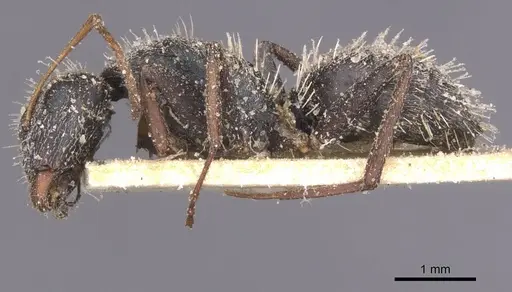 Camponotus auropubens specimen CASENT0911823 image casent0911823_3