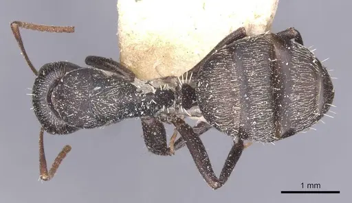 Camponotus auropubens specimen CASENT0911834 image casent0911834_1
