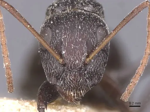 Camponotus auropubens specimen CASENT0911834 image casent0911834_2