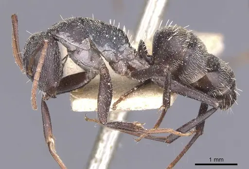 Camponotus auropubens specimen CASENT0911834 image casent0911834_3