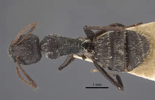 Camponotus auropubens specimen CASENT0917860 image casent0917860_1
