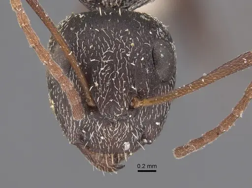Camponotus auropubens specimen CASENT0917860 image casent0917860_2