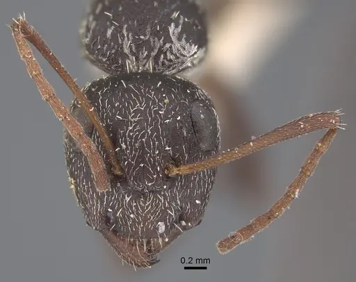 Camponotus auropubens specimen CASENT0917860 image casent0917860_3