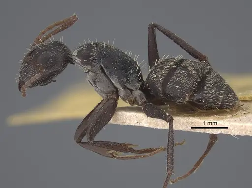 Camponotus auropubens specimen CASENT0917860 image casent0917860_4