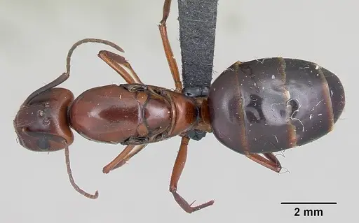 Camponotus aurosus specimen CASENT0056472 image casent0056472_1
