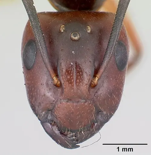 Camponotus aurosus specimen CASENT0056472 image casent0056472_2