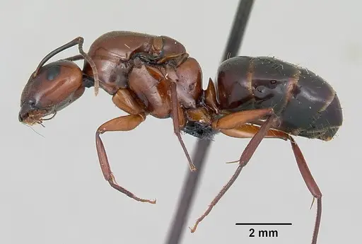Camponotus aurosus specimen CASENT0056472 image casent0056472_3