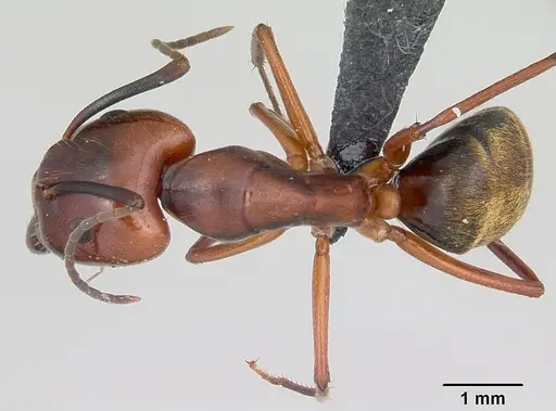 Camponotus aurosus specimen CASENT0056473 image casent0056473_1