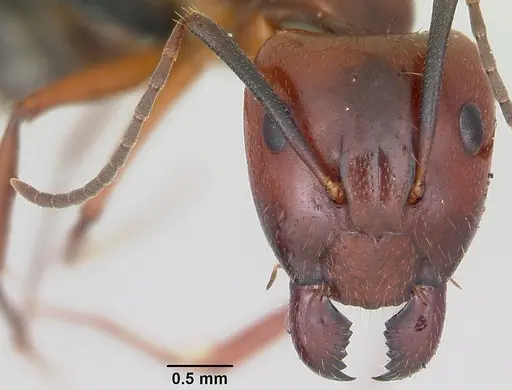 Camponotus aurosus specimen CASENT0056473 image casent0056473_2